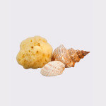 Adriatic sponge 9-10cm, seasponges.eu Adriatic sponge 9-10cm, seasponges.eu