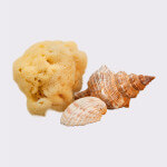 Adriatic sponge 10-12cm, seasponges.eu Adriatic sponge 10-12cm, seasponges.eu