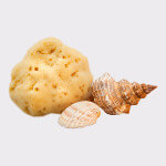 Adriatic sponge 12-14cm, seasponges.eu Adriatic sponge 12-14cm, seasponges.eu