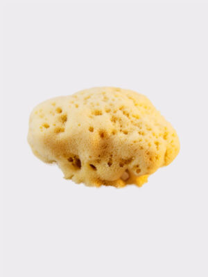 Adriatic sponge 14-16cm, seasponges.eu