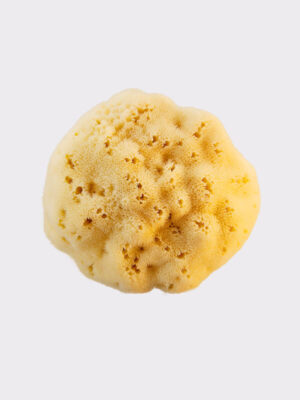 Adriatic sponge 16-18cm, seasponges.eu