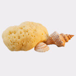 Adriatic sponge 16-18cm, seasponges.eu Adriatic sponge 16-18cm, seasponges.eu