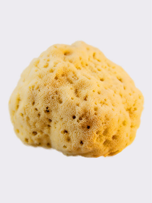 Adriatic sponge 18-20cm, seasponges.eu Adriatic sponge 18-20cm, seasponges.eu