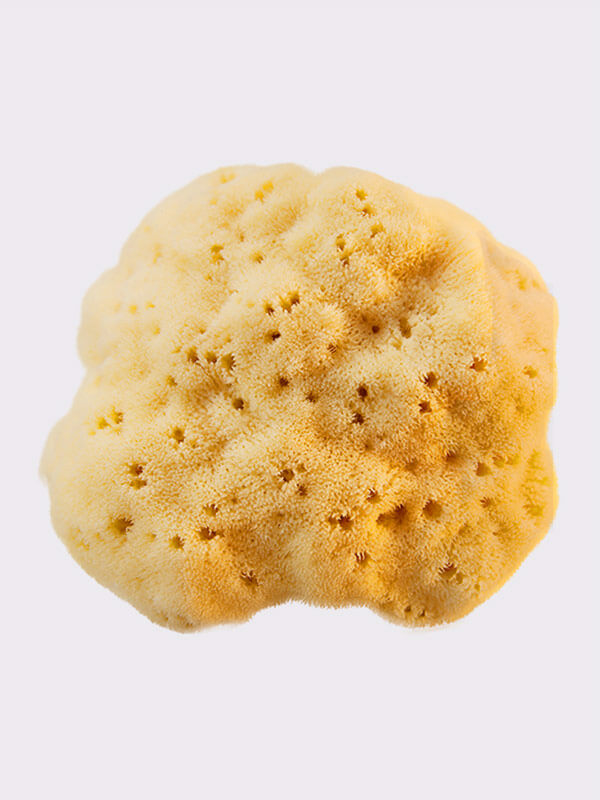 Adriatic sponge 18-20cm, seasponges.eu Adriatic sponge 18-20cm, seasponges.eu