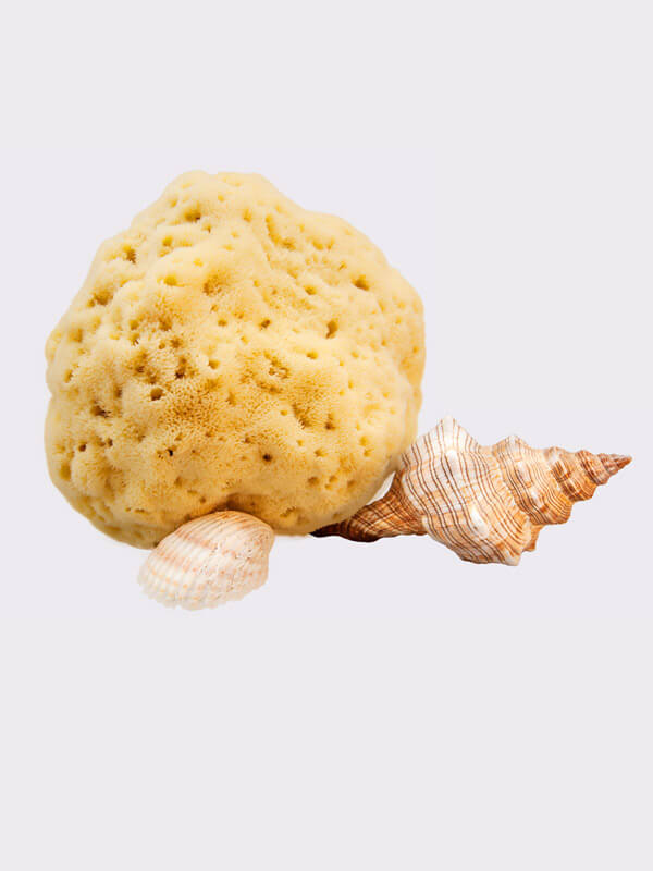 Adriatic sponge, seasponges.eu Adriatic sponge, seasponges.eu