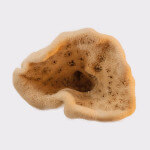 Elephant ear sponge, medium, seasponges.eu Elephant ear sponge, medium, seasponges.eu